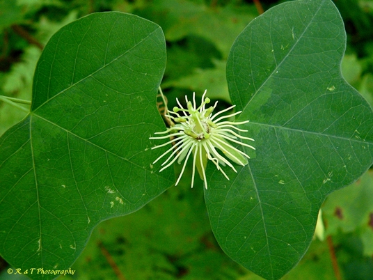 {Passiflora lutea}
